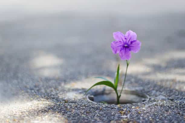 a close up of a flower